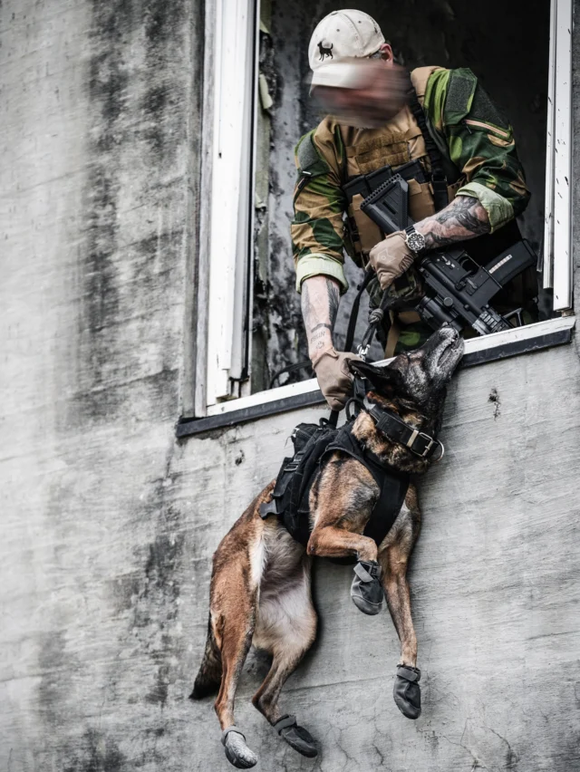 NorArm K9 gear when?